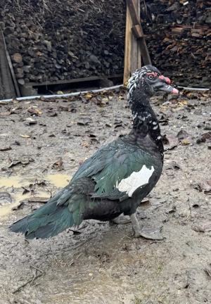 Vând   schimb rățoi lesesc (mască neagră) - imagine 2