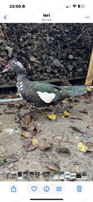 Vând   schimb rățoi lesesc (mască neagră) - imagine 4