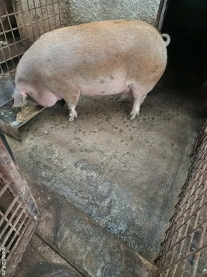 Porc de casa pentru Craciun - imagine 2