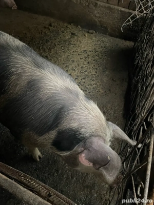 Vand porci  170kg - imagine 2