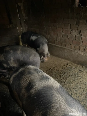 Vand porci  170kg - imagine 4