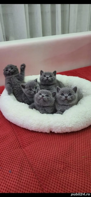 British Shorthair blue - imagine 3