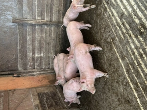 De vânzare purcei landras de 9 săptămâni