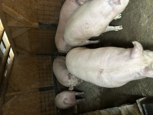 De vânzare porci landras - imagine 2