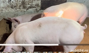 Scrofite bine selectate pentru reproductie