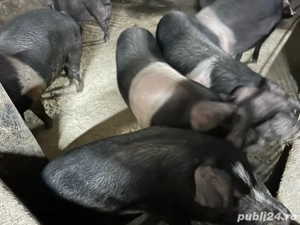 porc pentru sacrificat