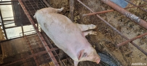 Porc de vanzare - imagine 3