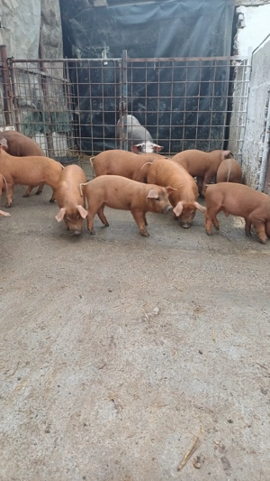 Vand purcei rasa duroc - imagine 3