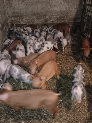 Vor casă nouă  purcei 