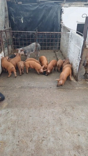 Vand purcei rasa duroc - imagine 4