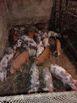 Vor casă nouă  purcei  - imagine 2