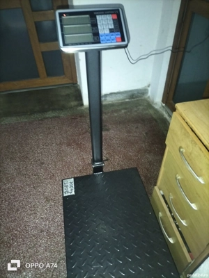 Scroafe BAZNA, excelente pentru perpetuarea speciei!!! - imagine 3