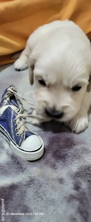 Golden retriever născuți 3 nov. - imagine 5