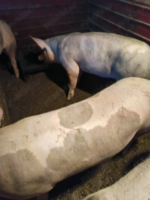 Porci de carne pentru Craciun - imagine 2