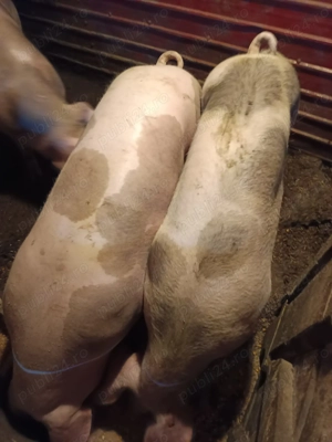 Porci de carne pentru Craciun - imagine 3