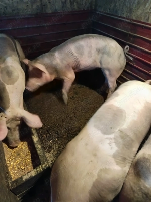 Porci de carne pentru Craciun - imagine 5