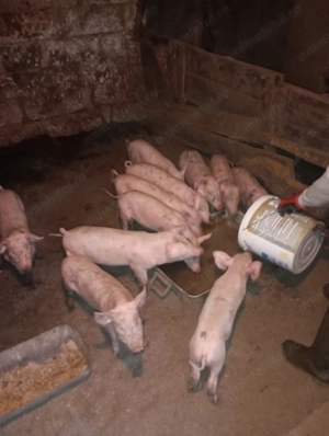 Vând purcei sunt foarte bne îngrijiți sunt un băiat și zece fete