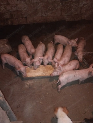Vând purcei sunt foarte bne îngrijiți sunt un băiat și zece fete - imagine 4
