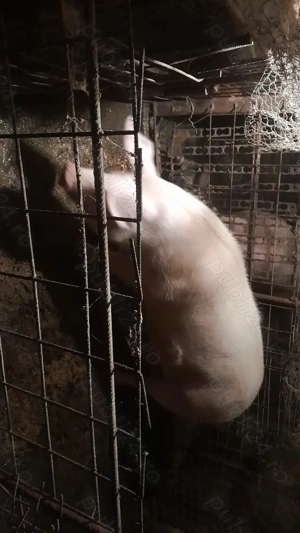 Porci și purcei disponibili - imagine 2