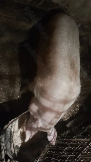 Porci și purcei disponibili - imagine 3