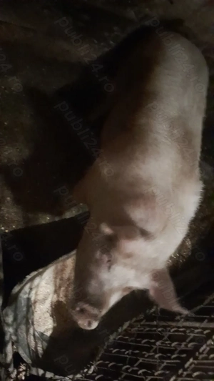 Porci și purcei disponibili - imagine 5
