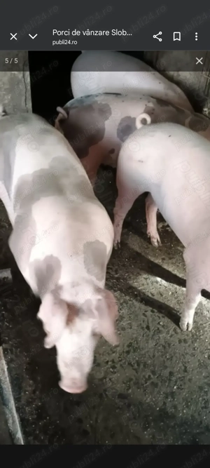 Pentru masa de Crăciun  - imagine 2