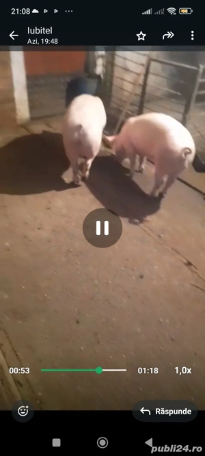 vând doi porci de tăiat 17 lei kg in viu  - imagine 3