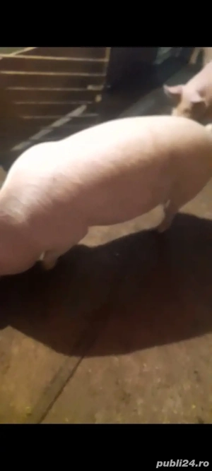 vând doi porci de tăiat 17 lei kg in viu 