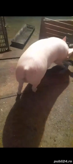 vând doi porci de tăiat 17 lei kg in viu  - imagine 2