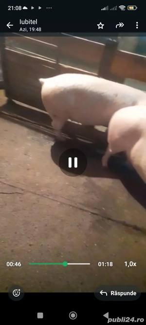 vând doi porci de tăiat 17 lei kg in viu  - imagine 5