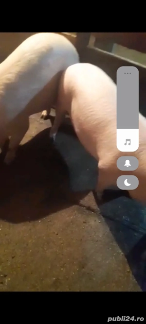 vând doi porci de tăiat 17 lei kg in viu  - imagine 4