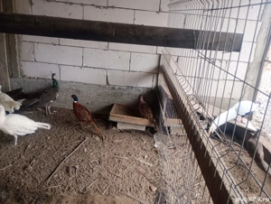 Pauni, fazani arginti, tenebros, comuni - imagine 2