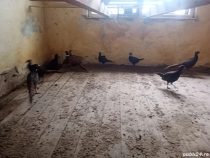 Pauni, fazani arginti, tenebros, comuni - imagine 5