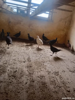 Pauni, fazani arginti, tenebros, comuni - imagine 4