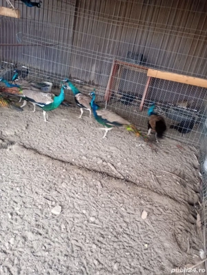 Pauni, fazani arginti, tenebros, comuni - imagine 3