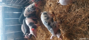purceii de vânzare Duroc cu Pietrain și Marele Alb  - imagine 2