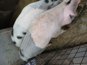 Porci de vanzare,  - imagine 2