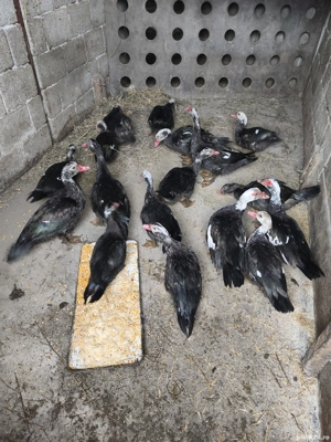 Vand rete mute de anul asta