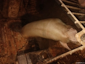 vand doua scroafe  - imagine 3