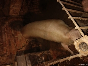 vand doua scroafe  - imagine 2