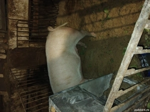 vand doua scroafe  - imagine 4