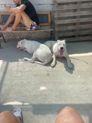 Femelă Dog argentinian  - imagine 2