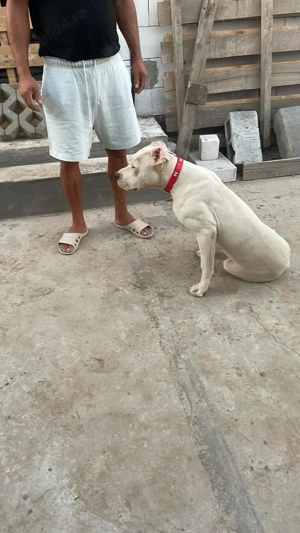 Femelă Dog argentinian  - imagine 3