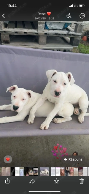 Femelă Dog argentinian  - imagine 4