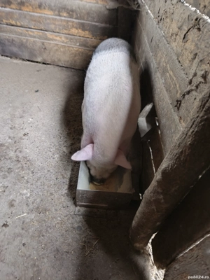 Vand porc vietnamez pentru sacrificat - imagine 2