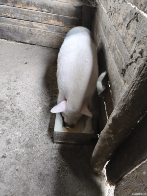 Vand porc vietnamez pentru sacrificat