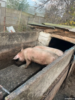 vand porci de carne - imagine 3