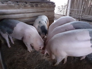 Vând porci crescuți cu cereale 