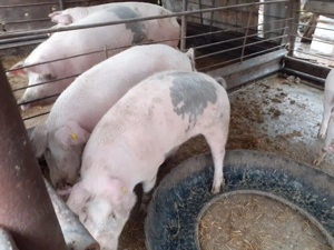 Vând porci crescuți cu cereale  - imagine 3