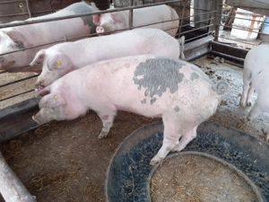 Vând porci crescuți cu cereale  - imagine 4